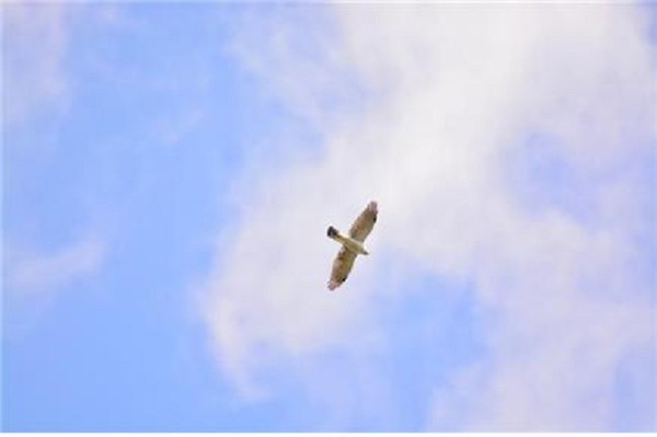 참매(멸종위기생물Ⅱ 천연기념물)