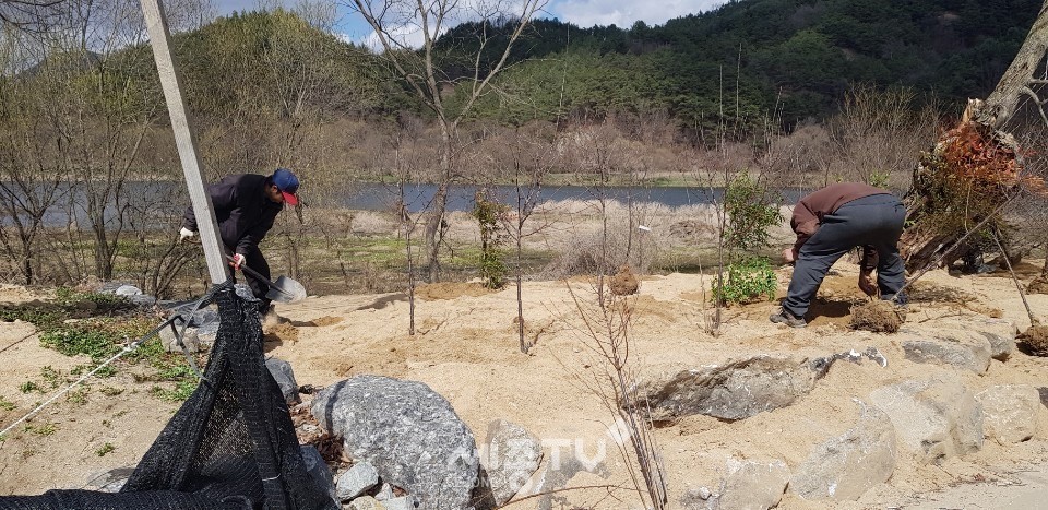 제원면 마을 대청소 및 나무심기 모습 . (사진제공=금산군청)