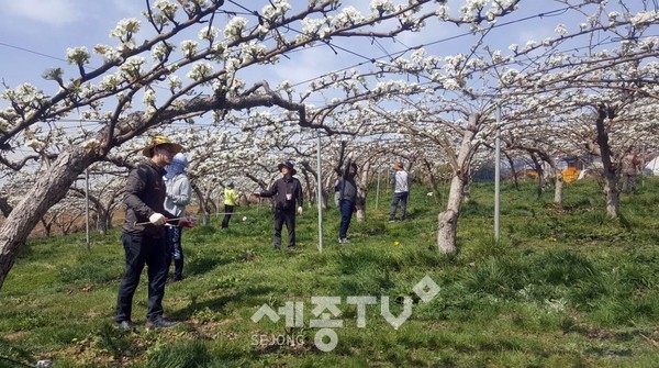 지난해 천안시 직원들이 배꽃 인공수분 작업을 하고 있는 모습.