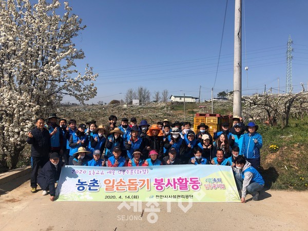 천안시시설관리공단 임직원 50여명이 14일 성환읍과 성거읍 일대 배 과수농가를 찾아 배꽃 인공수분 일손돕기에 나섰다. (사진제공=천안시청)