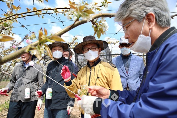 박상돈 천안시장이 지난 18일 성환읍 배 농가를 찾아 인공수분 일손돕기에 나섰다.(사진제공=천안시청)
