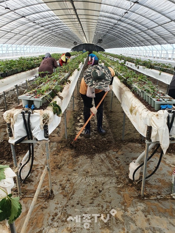 부성2동 통장협의회가 지난 13일 목천읍 딸기농가를 찾아 수해복구에 구슬땀을 흘렸다. (사진제공=천안시청)