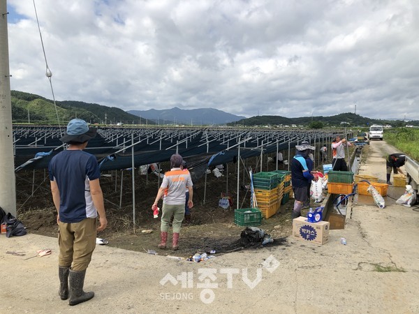 금산군 의용소방대 제원면 저곡리 일대 인삼 재배지 복구활동 모습. (사진제공=금산군청)