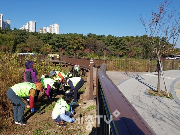 천안시 직산읍이 직산농협 주관 하에 23일 직산저수지 수변공원에 유채꽃 씨 파종사업을 진행했다.(사진제공=천안시청)