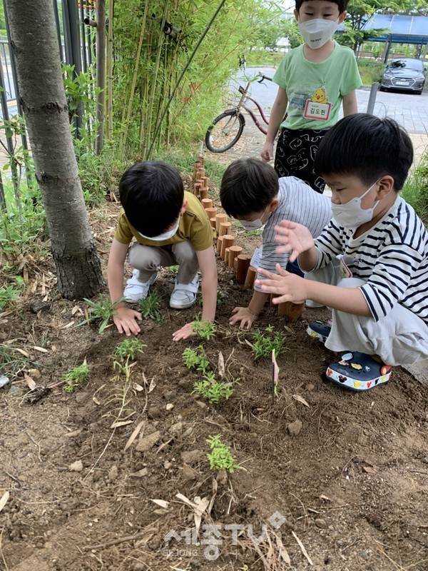 미르유치원 숲생태교육 활동 모습.(사진제공=세종시교육청)