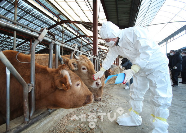 장종태 대전 서구청장은 신축년(辛丑年) 첫날 “소의 해”를 맞아 소를 키우는 기성동의 축산농가를 방문하여 위로와 격려, 그리고 희망의 메시지를 전달했다.(사진제공=서구청)