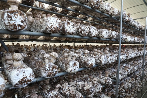 표고버섯 재배시설.(사진제공=금산군청)