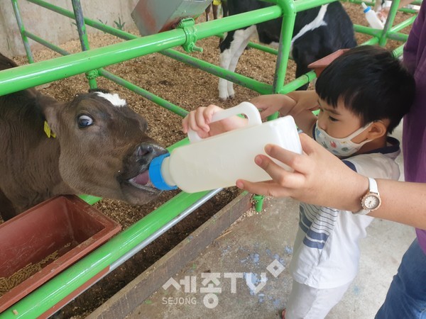 지난해 진행된 천안시 드림스타트 목장 체험.
