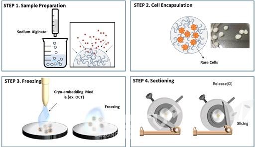 알지네이트 비드를 매개로 하는 새로운 동결절편 제작과정 개념도.(사진=세종충남대병원)