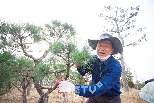 유영농원 대표가 직접가꾼 소나무를 전지하고 있다.
