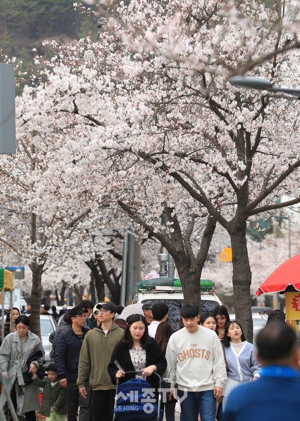 2019년 제8회 벚꽃축제 모습. 정림동 벚꽃축제추진위원회는 작년에 이어 올해도 “정림동 벚꽃축제”를 개최하지 않기로 했다.(사진=서구청)