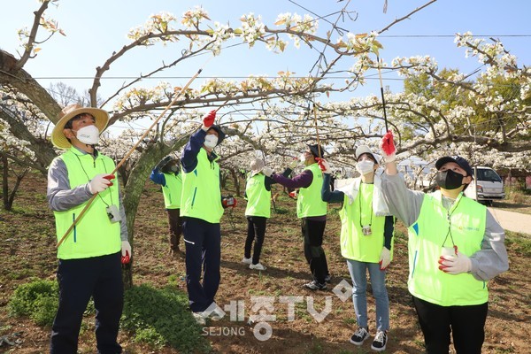 아산시 음봉면 신휴리 소재 배 농가에서 충남세종농협 임직원들이 ‘농촌일손돕기 릴레이 60 캠페인’ 첫 번째 배꽃 화접 봉사활동을 펼치고 있다.(사진=농협 충남세종 지역본부)
