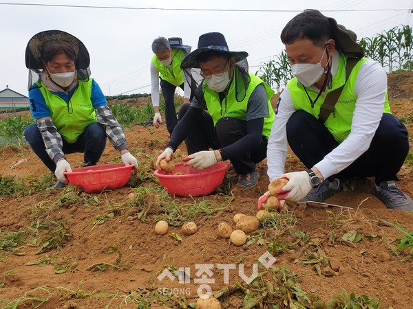 김용철 농협중앙회 충남검사국장(왼쪽)과 충남세종농협 임직원들은 23일 일손부족으로 감자 수확에 어려움을 겪고 있는 아산시 인주면 감자 재배 농가를 찾아 일손돕기 봉사활동을 펼쳤다.