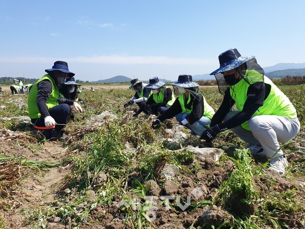 충남세종농협, 공주대, 한서대 자원봉사단원들이 서산시 부석면 봉락리에서 마늘 수확 일손돕기 봉사활동을 펼치고 있다.(사진=충남세종농협)