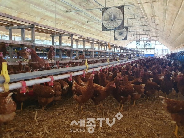 축산농가 폭염 피해 최소화 노력
