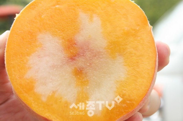 류종도과육(농업기술센터)