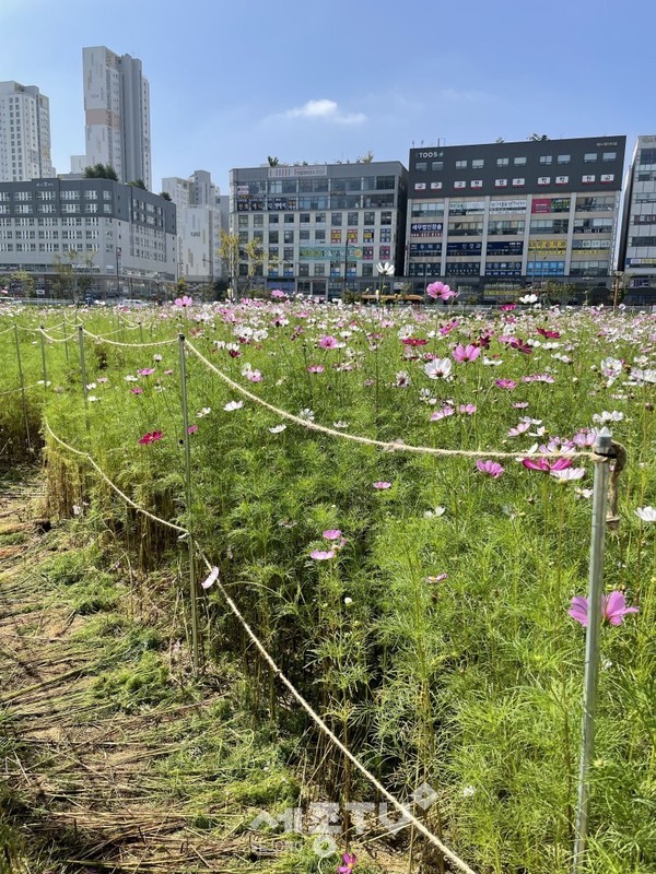 풀꽃마당 코스모스 꽃길