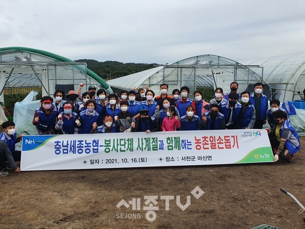 충남세종농협, 농협서천군지부, 봉사단체 사계절회원 50여명이 16일 서천군 마산면을 찾아 농촌일손돕기를 펼쳤다.(사진=충남세종농협 제공)