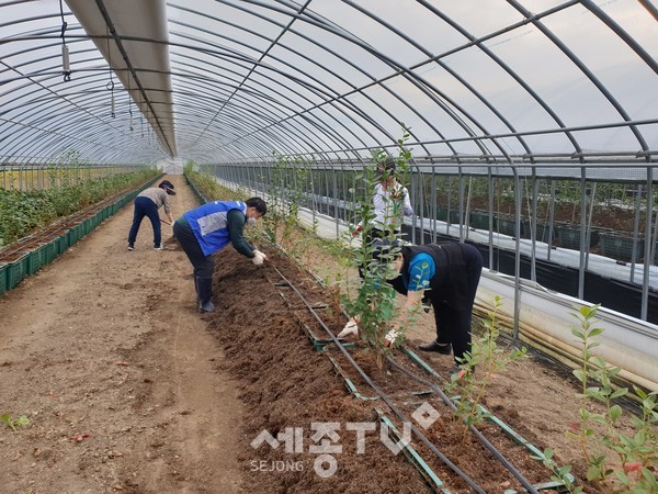충남세종농협, 농협서천군지부, 봉사단체 사계절회원이 서천군 마산면 블루베리농가를 찾아 농촌일손돕기 봉사활동을 펼치고 있다.(사진=충남세종농협 제공)