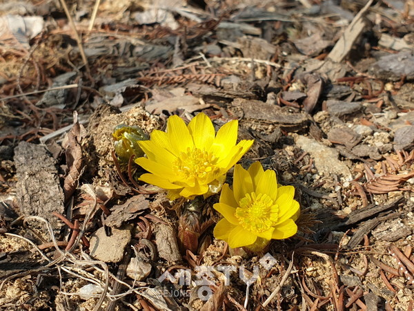 세복수초의 개화한 모습