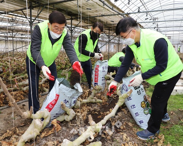 김선호 농협보령시지부장(오른쪽)과 이기범 농협충남세종지역노조위원장(가운데), 김중희 대천농협조합장(왼쪽)이 보령시 소재 무화과 재배 하우스에서 농촌일손돕기를 하고 있다.