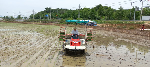 이준배경제부시장 모내기 시연