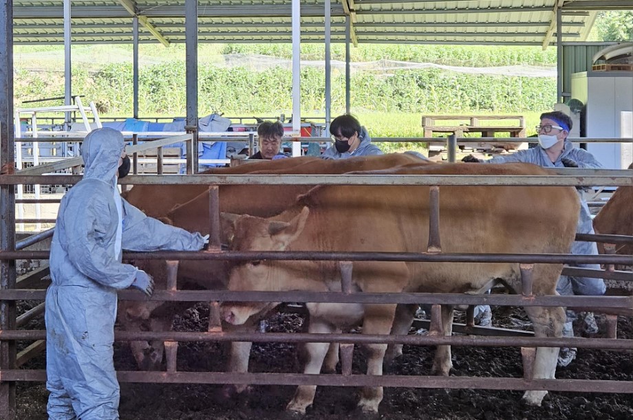 (사진=세종시 가축방역관이 관내 한 축산농가에서 구제역 백신 접종을 하고 있는 장면) 