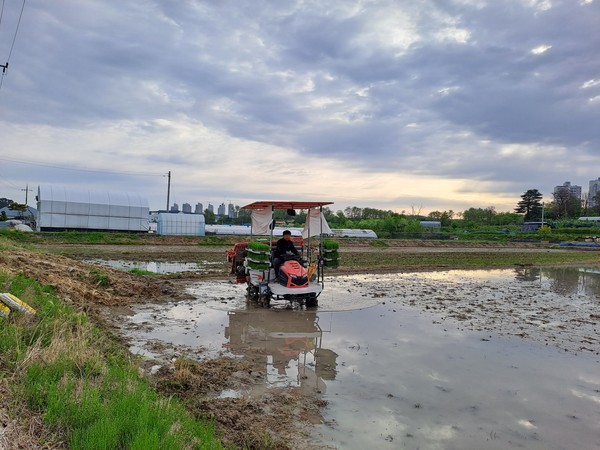 대전시_올해_첫_모내기__5월_5일_유성구_교촌동에서_시작