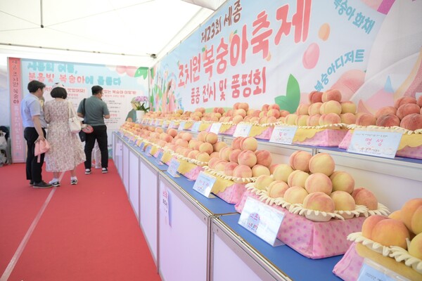 조치원복숭아_축제_성료(우리농산물유통과)