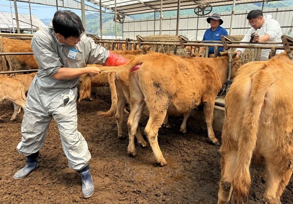 파주시는 9월 1일부터 30일까지 지역 내 소·염소 494호 3만 2000여 마리를 사육하는 농가를 대상으로 하반기 구제역 예방 백신 일제 접종을 실시한다./사진=세종TV DB