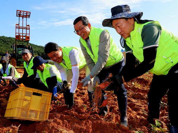 김상식 부본부장(오른쪽 첫 번째), 박해권 조합장(오른쪽 두 번째), 김정완 지부장(오른쪽 세 번째)이 고구마캐기 작업을 하고 있다./사진제공=충남세종농협
