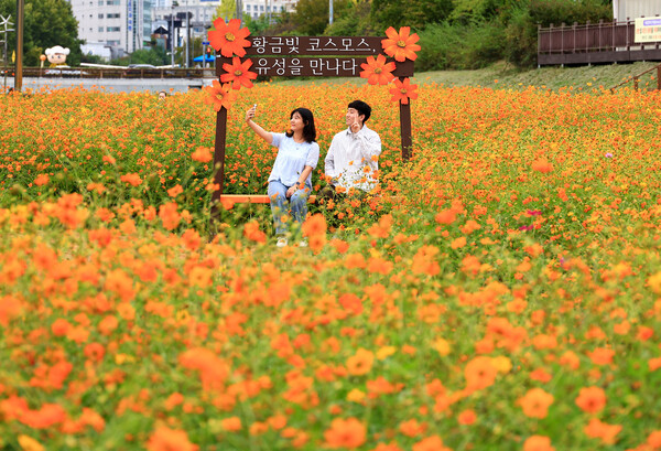 유성천변에 조성된 황화 코스모스 포토존/사진제공=