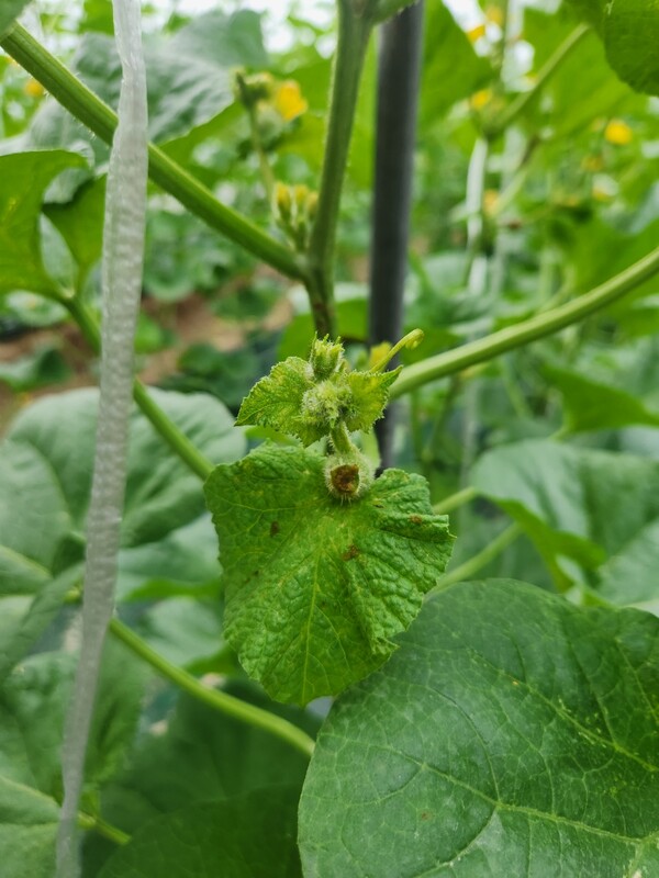 암꽃 고사 모습/사진제공=충남도 농업기술원