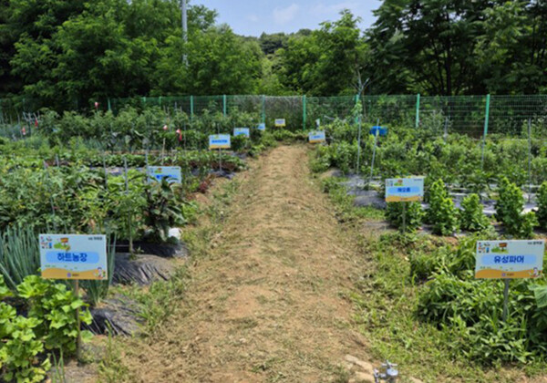 지난해 운영된 ‘공동체 텃밭’ /사진제공=대전 유성구청