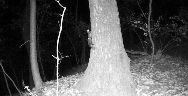 우암산에서 서식이 확인된 하늘다람쥐 모습 (사진 청주시 제공)