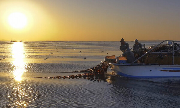 김 채취 모습/사진제공=충남도청