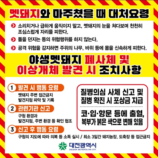 대전 도심 멧돼지 출몰 주의 안내/사진제공=대전시청