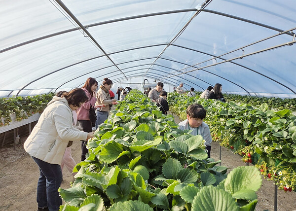 대전 대덕구 드림스타트의 ‘딸기 따기 체험’ 진행 모습/사진제공=대전 대덕구청